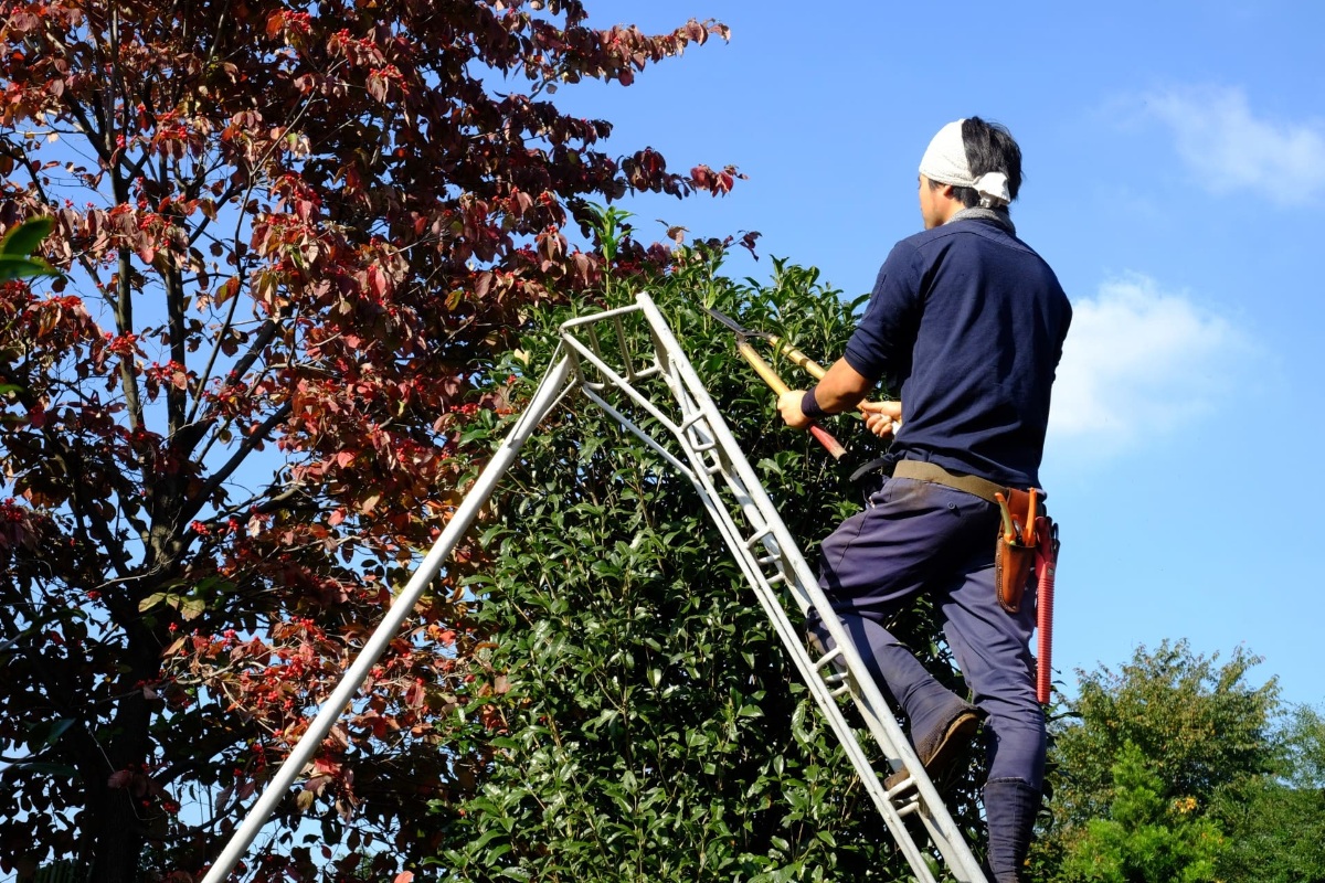 高木の剪定