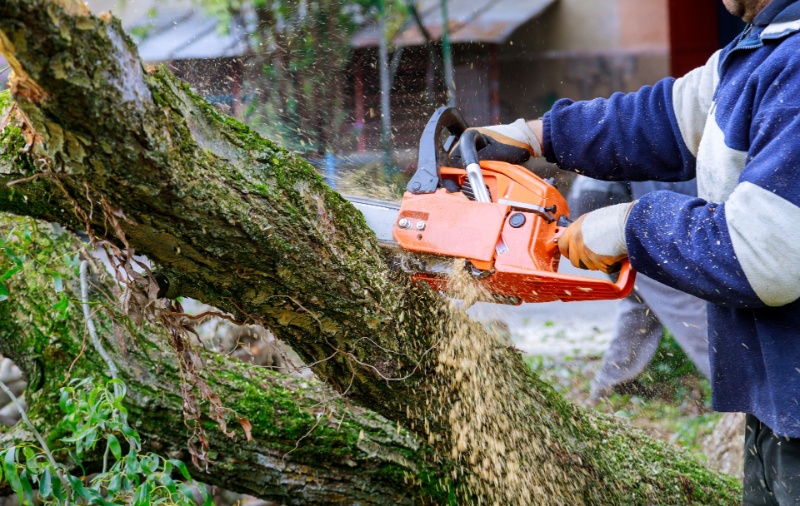 不要木の撤去 | 長野県安曇野市の伐採なら彩樹造林舎